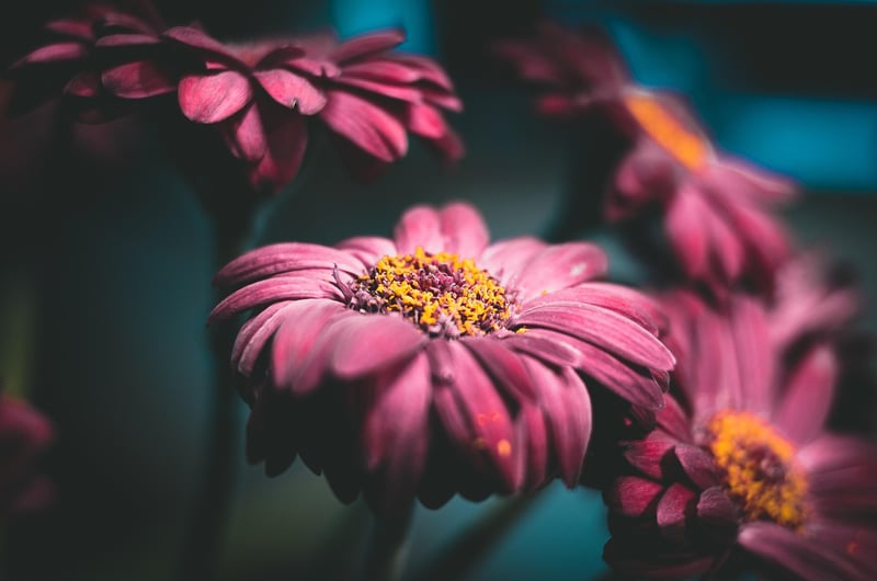 Mindfulness Daisy